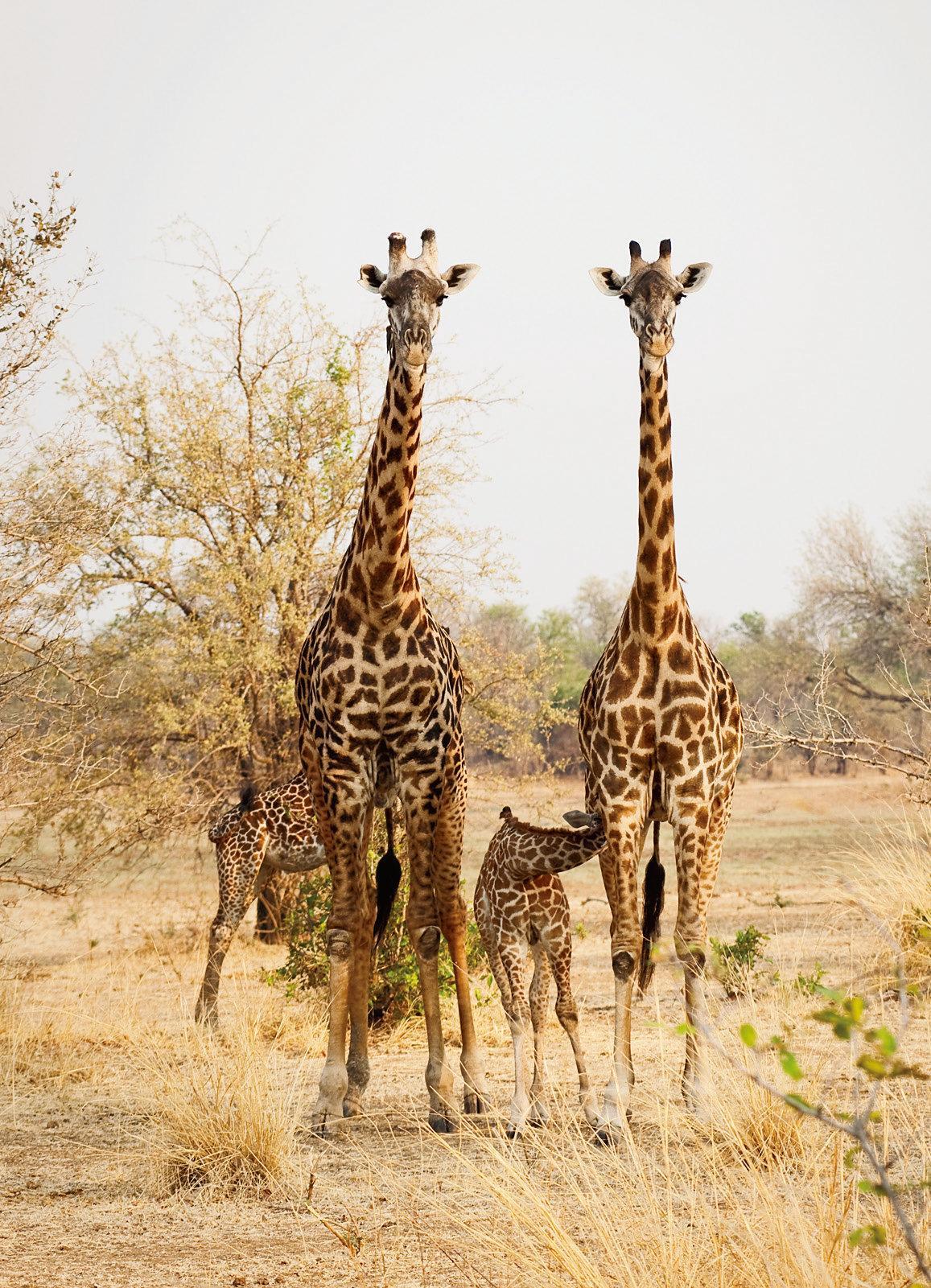 height=735